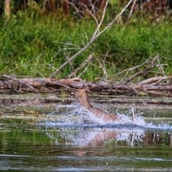 Lake Erie Metropark