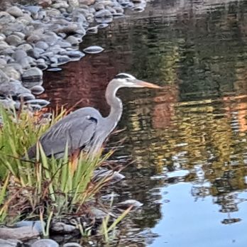 Annabel Lake - Heron at BR Shoreline - Lakes Near Me - San Ramon, California