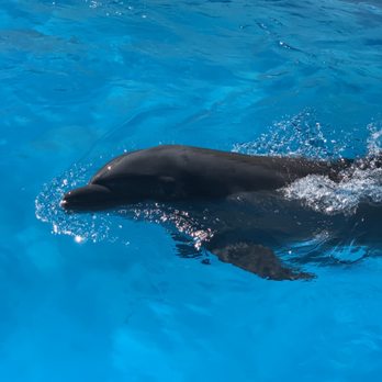 Dolphin Adventure - Dolphin up close and personal - Amusement Parks Near Me - Nuevo Vallarta, NAY