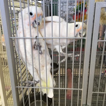 For the Birds by Robin Hawk - This are the cockatoos my husband and I were interest on. - Pet Stores Near Me - Las Vegas, Nevada For the Birds by Robin Hawk - This are the cockatoos my husband and I were interest on. - Pet Stores Near Me - Las Vegas, Nevada