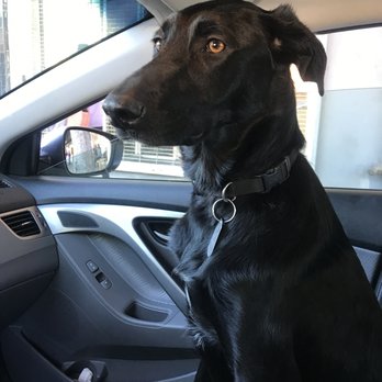 Fur Baby - This is Oona all grown up. - Animal Shelters Near Me - Los Angeles, California Fur Baby - This is Oona all grown up. - Animal Shelters Near Me - Los Angeles, California