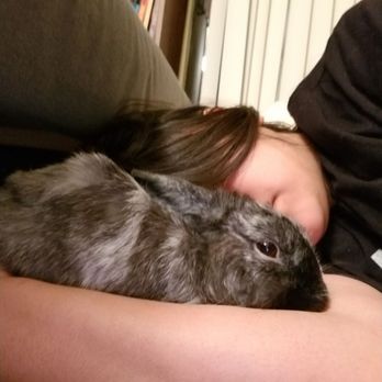 Special Bunny - Look at him now. - Animal Shelters Near Me Special Bunny - Look at him now. - Animal Shelters Near Me