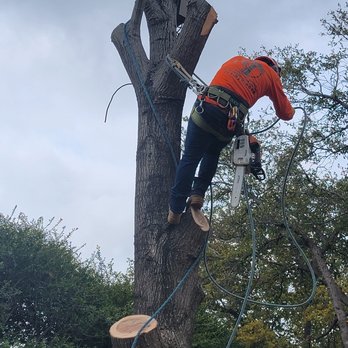 Albert's Tree Service - Tree Removal - Tree Services Near Me - Richardson, Texas