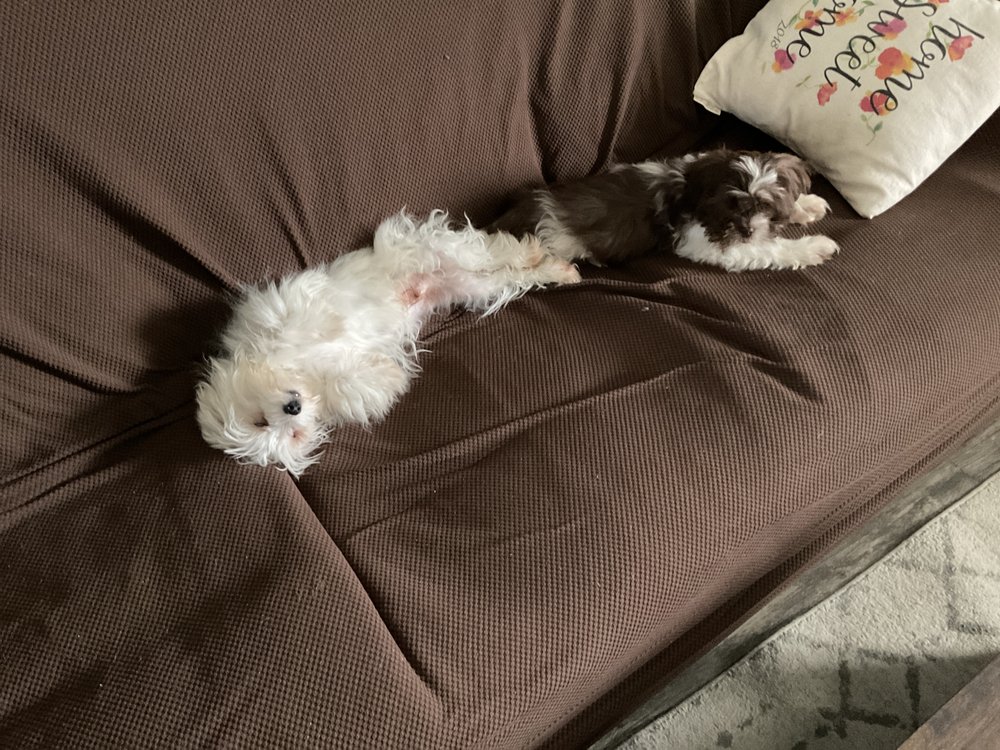 LOTUS POINT PUPPIES Updated October 2024 Irving, New York Pet