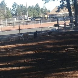 Dogs playing Dogs playing