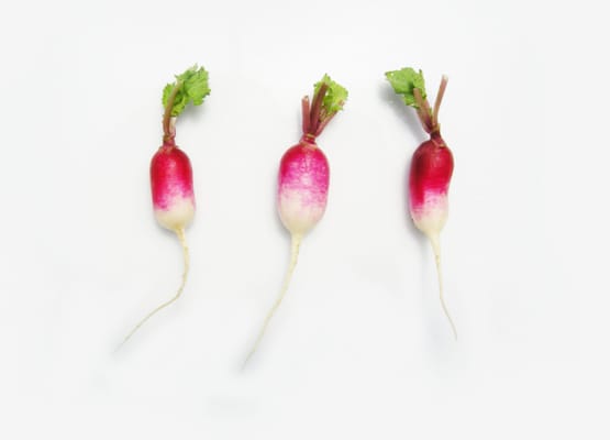 Blue Moon Acres Buckingham, PA by null