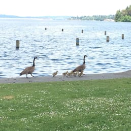 Cute geese by the lakeside Cute geese by the lakeside