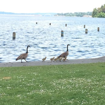 Seward Park Audubon Center - Cute geese by the lakeside - Visitor Centers Near Me - Seattle, Washington Seward Park Audubon Center - Cute geese by the lakeside - Visitor Centers Near Me - Seattle, Washington