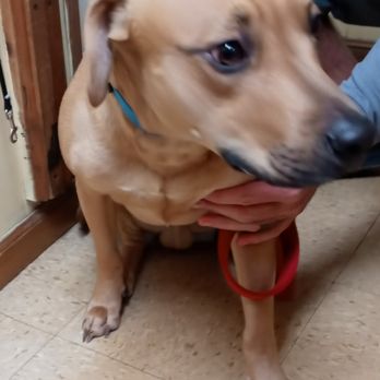 Balmorhea Kennels - Pet Sitting Near Me - Dayton, Ohio Balmorhea Kennels - Pet Sitting Near Me - Dayton, Ohio