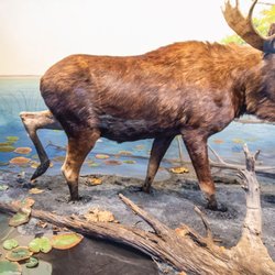 Bell Museum - Looking at the newly restored moose diorama, featuring Gunflint Lake.