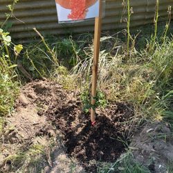 Y & M Nursery - Red Finger limes just planted