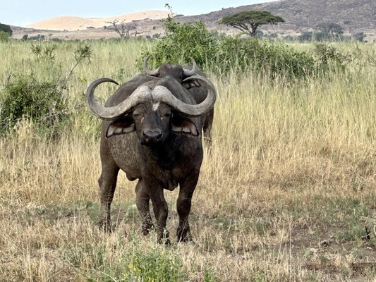 Lion World Travel by null