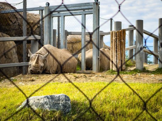 The Living Desert Zoo and Gardens by null The Living Desert Zoo and Gardens by null
