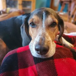 Always There In-Home Pet Care