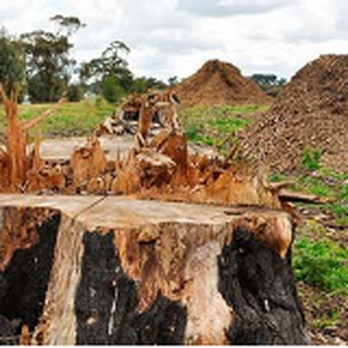 Memphis Wrecking Company - a large tree stump - Demolition Services Near Me - Memphis, Tennessee Memphis Wrecking Company - a large tree stump - Demolition Services Near Me - Memphis, Tennessee
