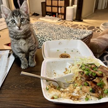 Tikiyaki - Foster kitten Rainier wants a sample of the chicken teriyaki plate. Such a great deal for so much food. - Fast Food Near Me - Orange, California Tikiyaki - Foster kitten Rainier wants a sample of the chicken teriyaki plate. Such a great deal for so much food. - Fast Food Near Me - Orange, California