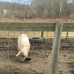 Peckham Farm at URI