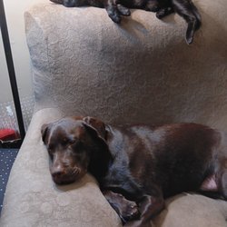 All Island Pet Supplies - Charlie and his bestie bud Loki the cat