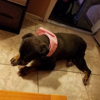 Dutch Bros Coffee - Puppacino for the old girl! #best last days  Dutch Bros - Coffee & Tea Near Me - Mesa, Arizona