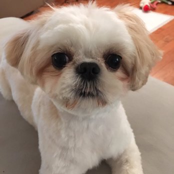 Coco Clips Dog Grooming - Mia's new haircut! She also had on some pretty yellow bows not visible in this picture. - Pet Groomers Near Me - Vienna, Virginia