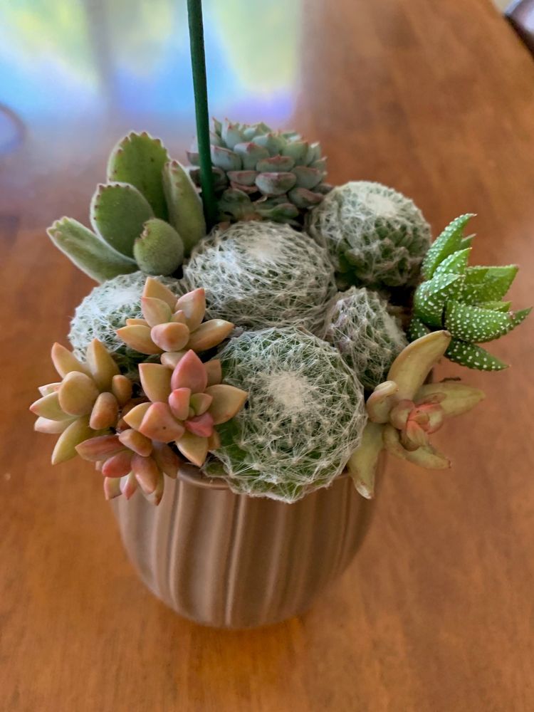 PLANTS AND PAWS NURSERY Updated August 2024 1008 Mesa Rd, Nipomo, California Nurseries