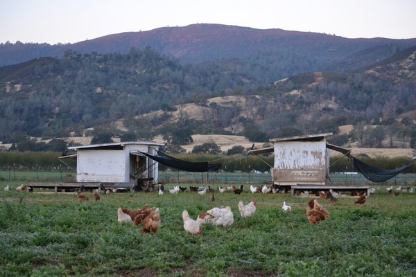 Riverdog Farm by null