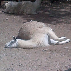 Parque Ecológico Ehécatl - Llama, Parque Ehécatl