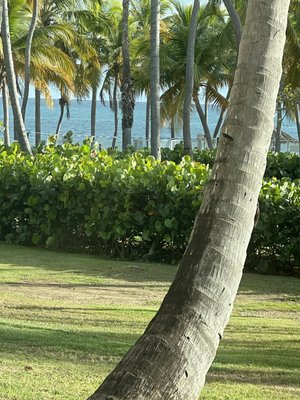 Hilton Ponce Golf & Casino Resort by null