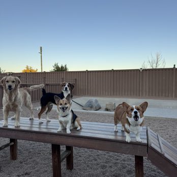 Digstown Doggie Day Care, Lodge, and Spaw - Pet Groomers Near Me - Denver, Colorado Digstown Doggie Day Care, Lodge, and Spaw - Pet Groomers Near Me - Denver, Colorado