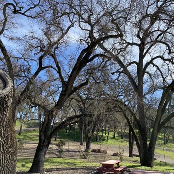 Pasolivo Ranch - Olive Oil Near Me - Paso Robles, California Pasolivo Ranch - Olive Oil Near Me - Paso Robles, California