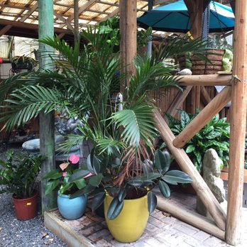 Tom's Thumb by Cornelius Nursery - Nurseries & Gardening Near Me - Galveston, Texas Tom's Thumb by Cornelius Nursery - Nurseries & Gardening Near Me - Galveston, Texas