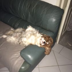 Pretty Paws Pet Grooming - Having a rest before going to the doggie wash