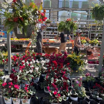 The Home Depot - Impressive selection of flowers in the garden department - Nurseries & Gardening Near Me - South Elgin, Illinois The Home Depot - Impressive selection of flowers in the garden department - Nurseries & Gardening Near Me - South Elgin, Illinois