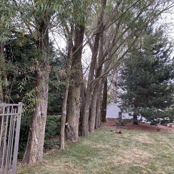 Chavez Tree Service - Before - Tree Services Near Me - Lisle, Illinois Chavez Tree Service - Before - Tree Services Near Me - Lisle, Illinois