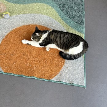 Cat Town - Animal Shelters Near Me - Oakland, California Cat Town - Animal Shelters Near Me - Oakland, California