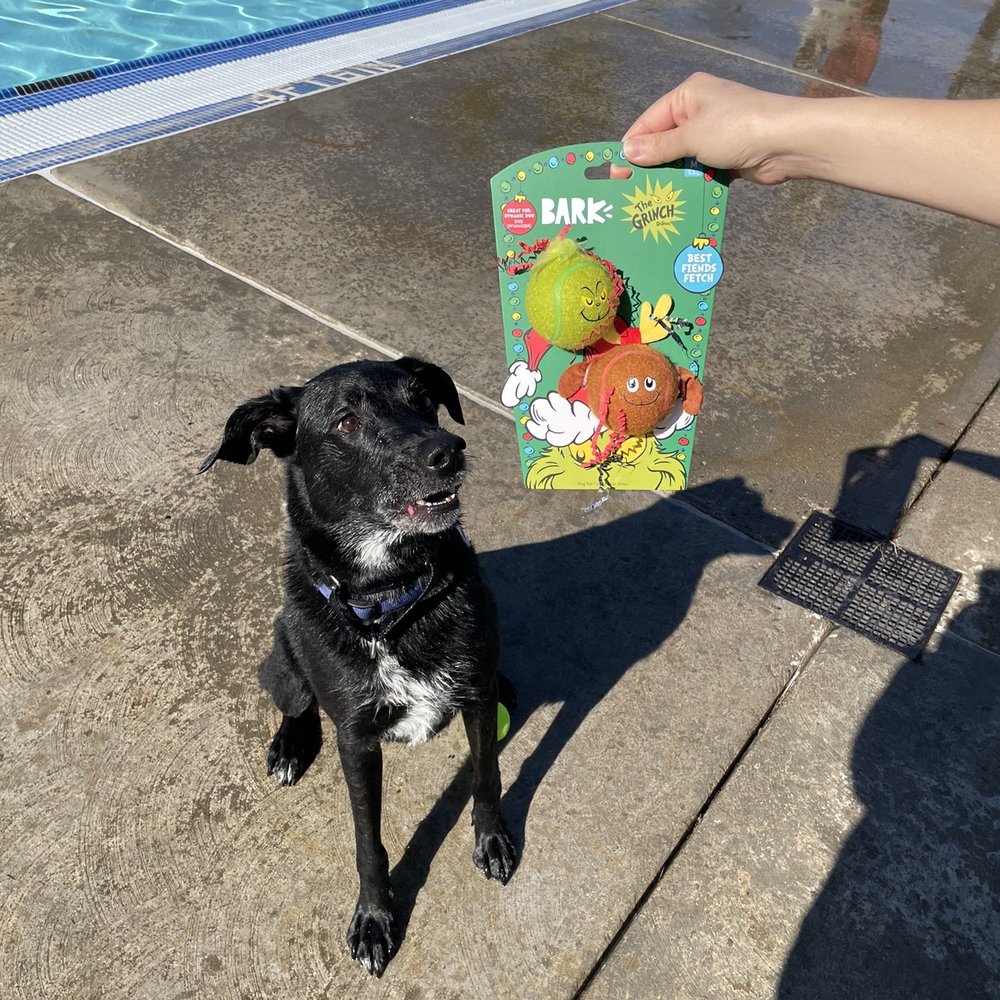 Pannell Meadowview Pool - He won third place in the fetch relay :) - Active Life Near Me - Sacramento, California Pannell Meadowview Pool - He won third place in the fetch relay :) - Active Life Near Me - Sacramento, California