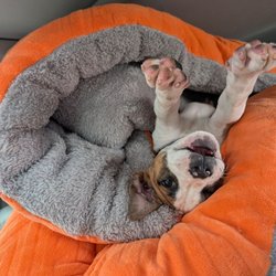 Shorewood Animal Hospital - Bratty puppy as a puprito