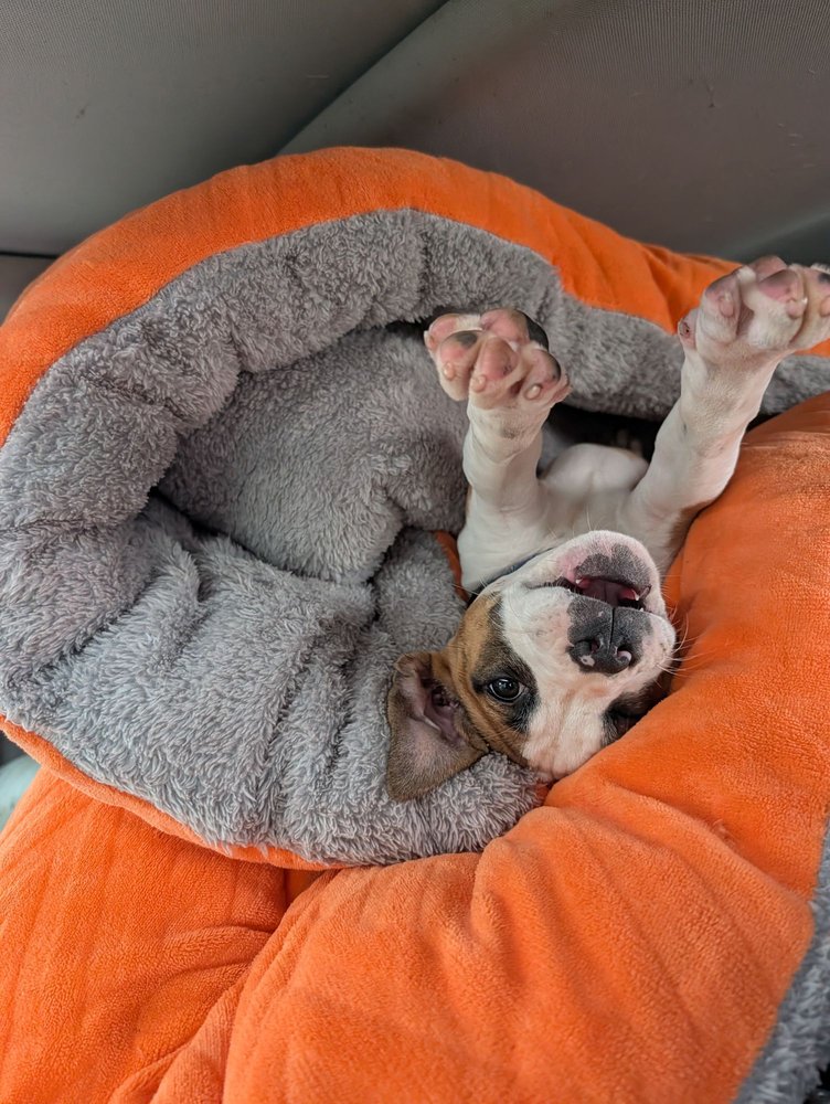Shorewood Animal Hospital - pet boarding facility in Shorewood, IL