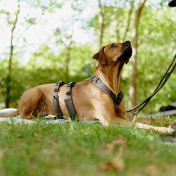 hundeglücklich - EinzelStunde