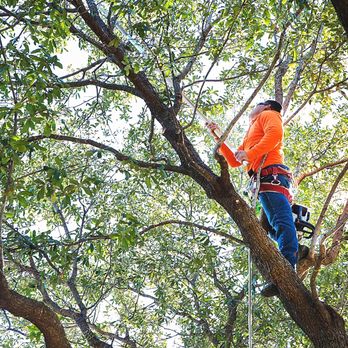 Mr. Joe's Lawn Care - a man on a tree - Landscaping Near Me Mr. Joe's Lawn Care - a man on a tree - Landscaping Near Me