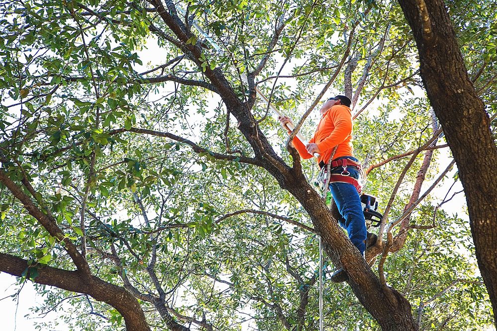 Mr. Joe's Lawn Care - tree service in Charlotte, NC