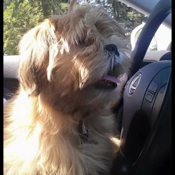 PetSmart - Wilson, super cute and "fluffy" before going to see the rude Jana - Pet Groomers Near Me - Lakewood, Washington PetSmart - Wilson, super cute and "fluffy" before going to see the rude Jana - Pet Groomers Near Me - Lakewood, Washington