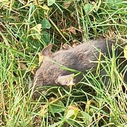 Rat in grass Rat in grass