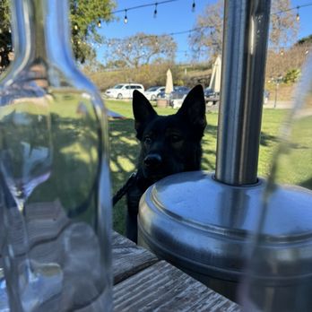 Rideau Vineyard - Outdoor picnic table with wine and pup. - Wine Tasting Room Near Me - Solvang, California