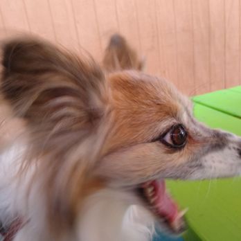 Tiki Grill - Dog friendly patio! Tricki heard someone say poutine. - Comfort Food Near Me - Flagstaff, Arizona Tiki Grill - Dog friendly patio! Tricki heard someone say poutine. - Comfort Food Near Me - Flagstaff, Arizona