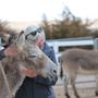 Photo of Longhopes Donkey Shelter