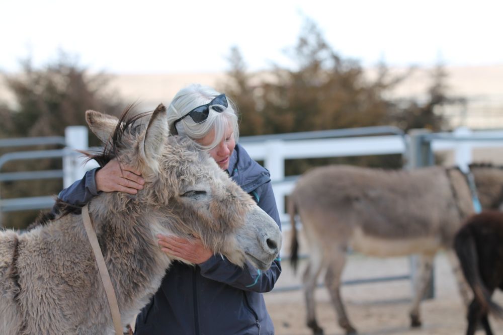 Longhopes Donkey Shelter Image