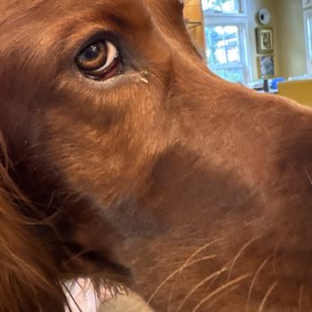 Cambrian Animal Hospital - Dublin - Veterinarians Near Me - Campbell, California Cambrian Animal Hospital - Dublin - Veterinarians Near Me - Campbell, California