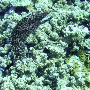 Kai Kanani Sailing - A white mouth moray eel pokes out of its hole to say hello. - Boat Charters Near Me - Wailea, Hawaii
