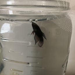 My fish, Seasea. She is about four months old. By far the best 4 bucks I've ever spent. She's worth every penny! My fish, Seasea. She is about four months old. By far the best 4 bucks I've ever spent. She's worth every penny!